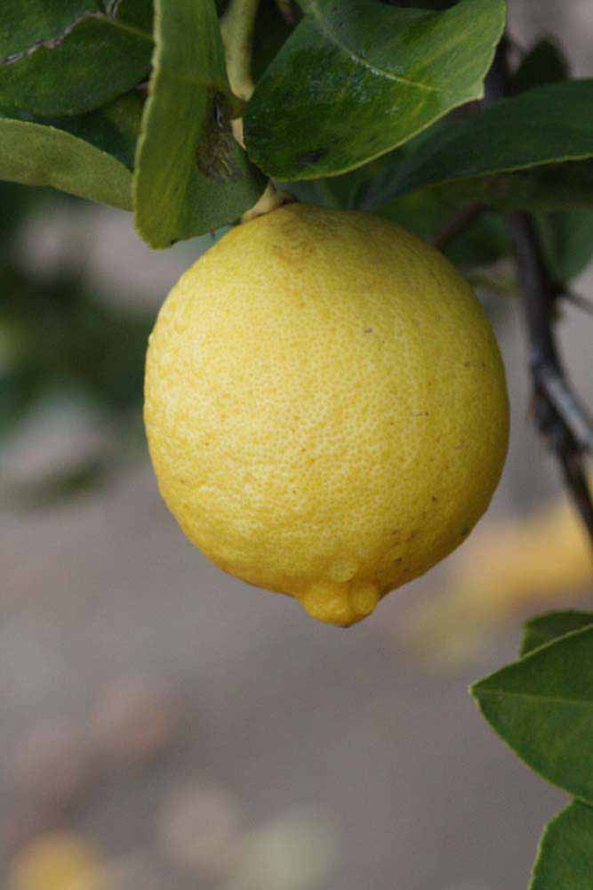              Fruit (Riverside, CA)       